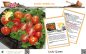 Preview: Tomate * Lucky Queen * 20 Samen